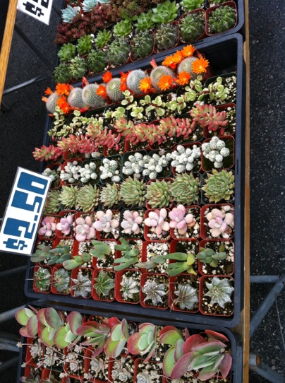 Mini Cactus Plants from Irvine Farmers Market 