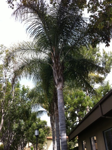 Palm Tree in Irvine, California