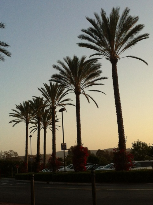 California Palmtree at Spectrum in Irvine