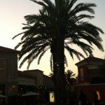 California Palmtree at Spectrum in Irvine