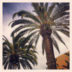 Palm Trees va Instagram