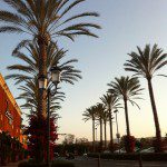 California Palm trees at Spectrum in Irvine