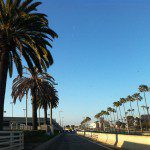 Irvine, California Palm Trees