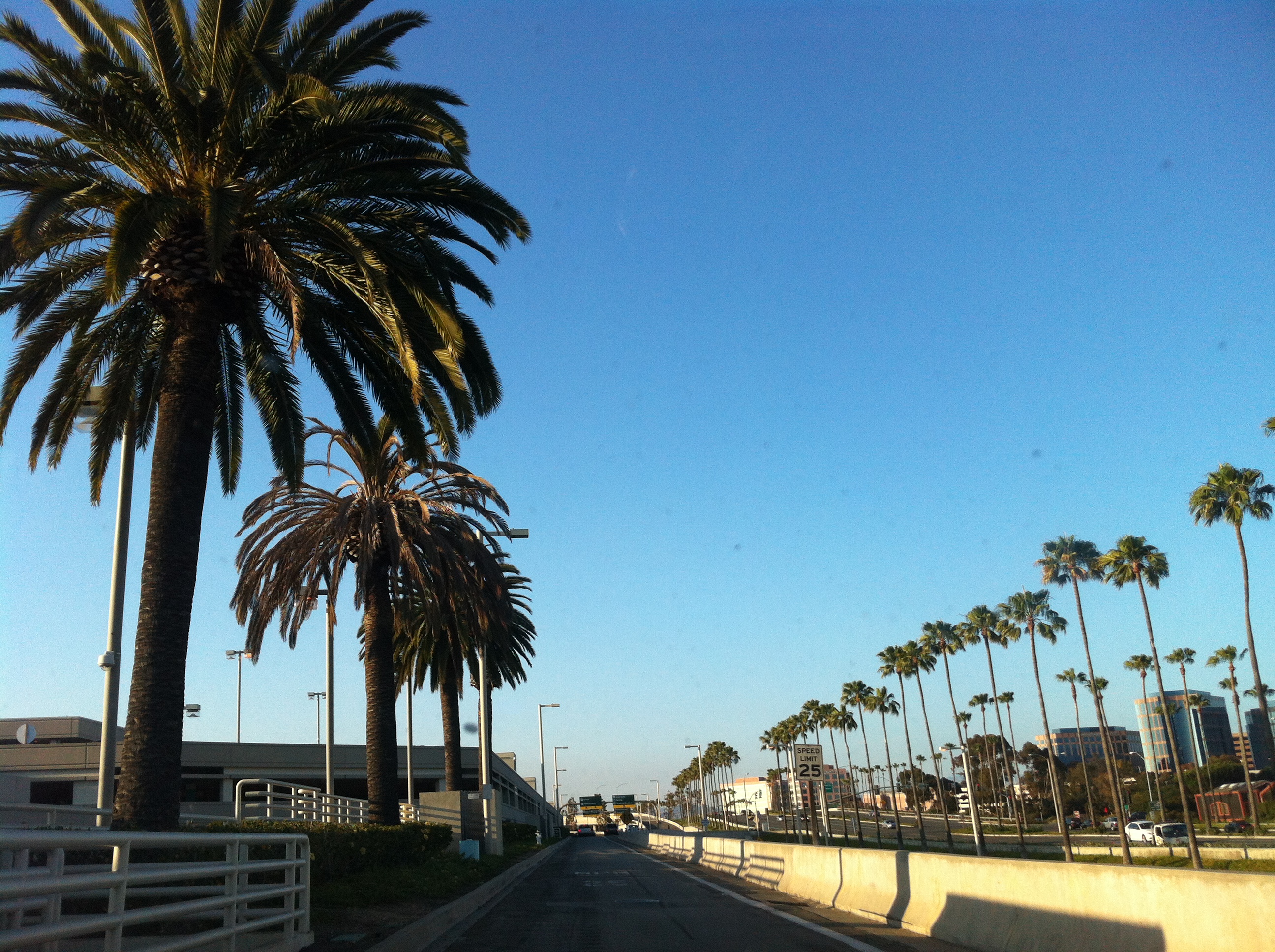 Irvine, California Palm Trees