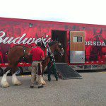 Clydesdale Budweiser Petoskey