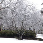 Frozen Trees Michigan