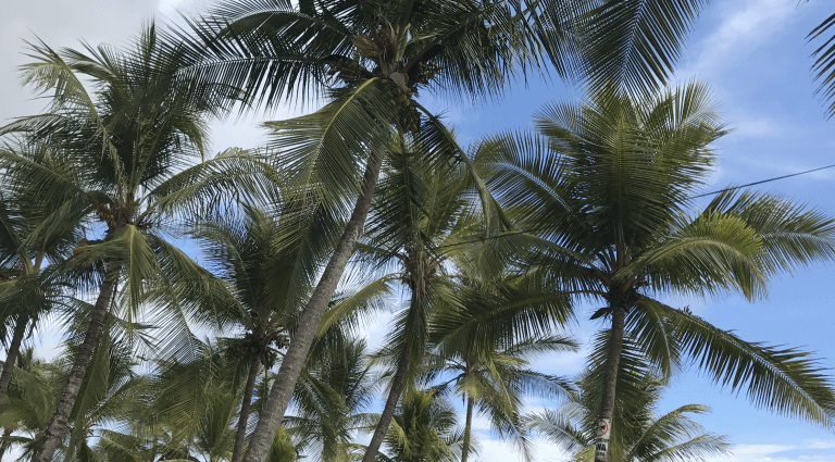 melissa divietri costa rica