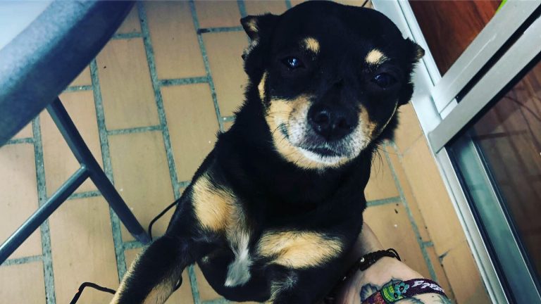 melissa divietri medellin