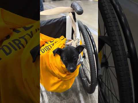 Abilities Expo Is More Than A Fair It’s A Celebration Of Inclusivity, Empowerment, And Discovery 💪