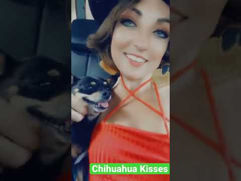 My chihuahua is my child 💙