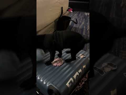 Suitcase Zippers Break in midtrip ♿️ #disabilitytravel