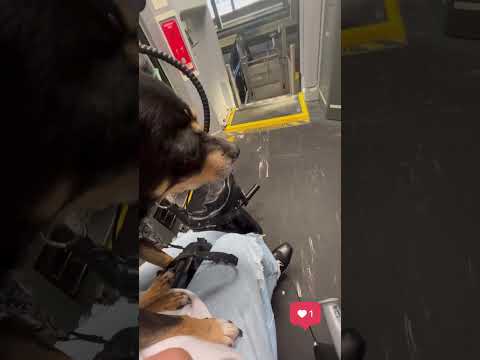 Traveling with my Service Animal Across the Country #DifferentlyAbledTravel