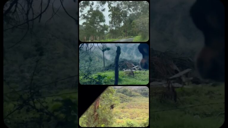 Unique Ability Woman Traveling in Colombia with Service Animal #differentlyabled