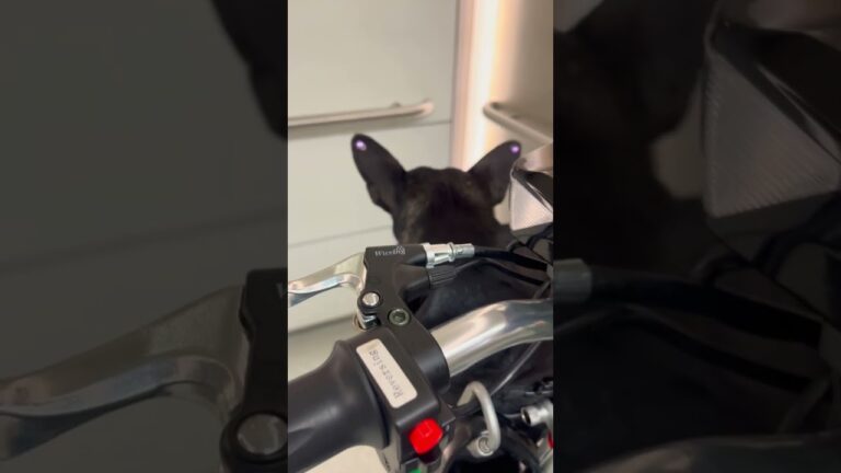 Differently Abled Advancements in Chicago – Latest Mobility