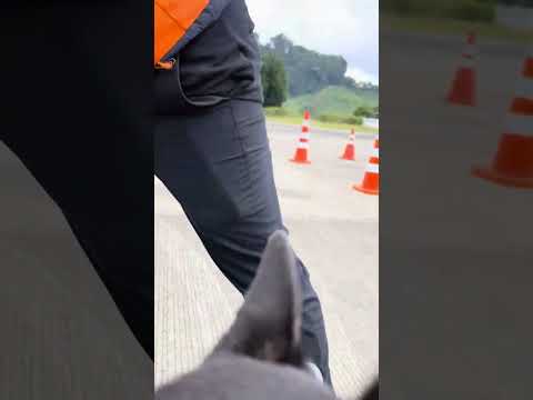 Flying on a Small Plane With a Disability ✈️ Service Animal and Confidence in the Skies