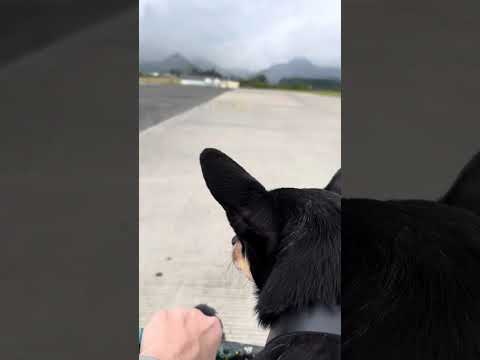 Boarding a Tiny Plane With a Disability 🐕 Service Animal Support & Sky-High Strength