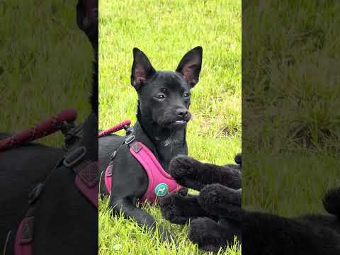 Nature’s Calm: My Service Dog’s Peaceful Adventure 🌿 #ServiceAnimalLove