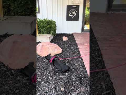 Accessible, Stylish, and Artist-Approved? My Vehicle Hunt Begins 🔍 #DisabilityStyle