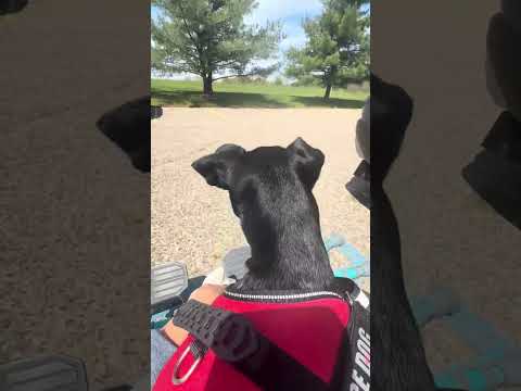 Wheelchair-Accessible Vehicle Shopping as a Solo Female Artist 🚗 #IndependentLiving #Empowerment