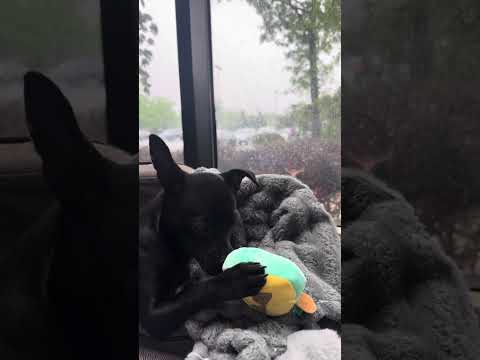 How My Service Animal Supports Me At National Disability Events 🐶 #ServiceDogJourney