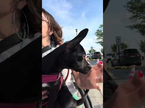 Service Animal By My Side As I Paint For Crowds At Disability Awareness Event 🐾 #AccessibleEvents